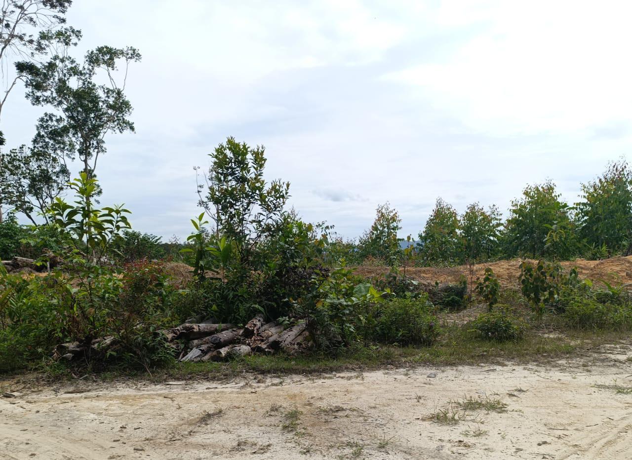 Ketua Beserta Pengurus KUD Tunas Mukti Desa Sumber Jaya Melakukan Pembelian Lahan Bermasalah Di Padang Sawah Dari Tabungan Kelompok Tani