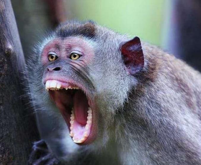 Korban Gigitan Monyet Bertambah Jadi 15 Orang, Anak-Anak Turut Terluka