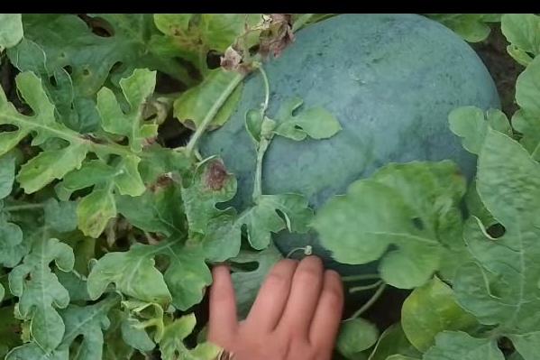 Derita Petani Semangka :Harga panen Tidak Seimbang dengan modal Awal